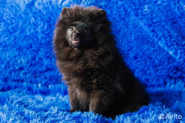 Щенки шпица