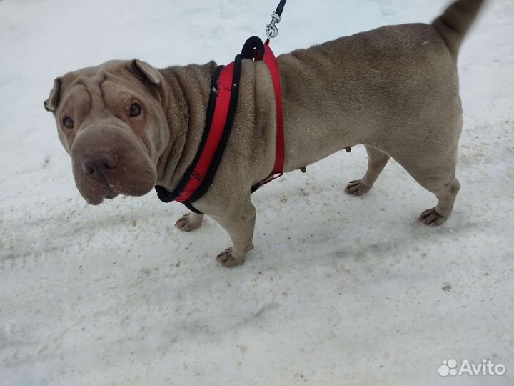 Шарпей в добрые руки