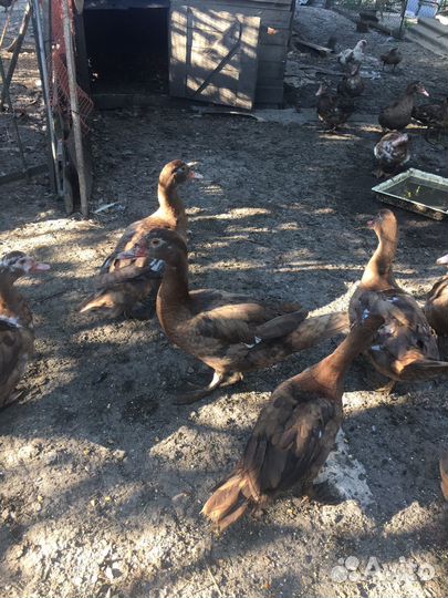 Мускусные утки тяжелые линии