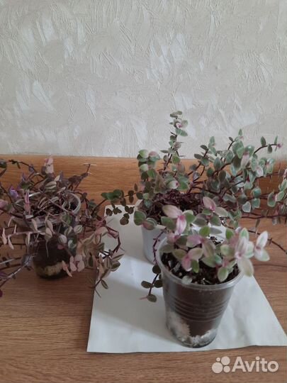 Колизии 3 сорта