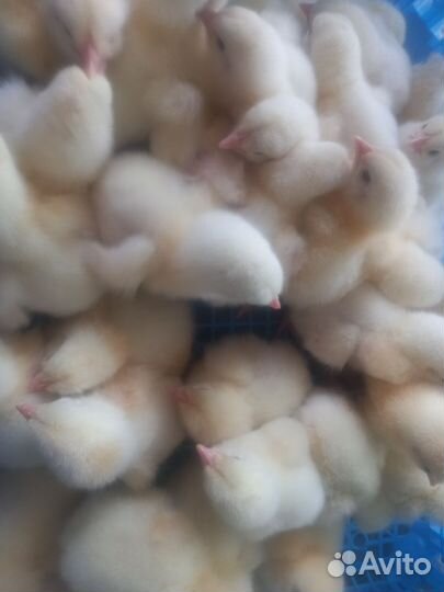 Цыплята