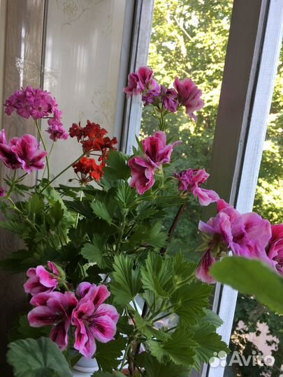 Пеларгония королевская, герани разные