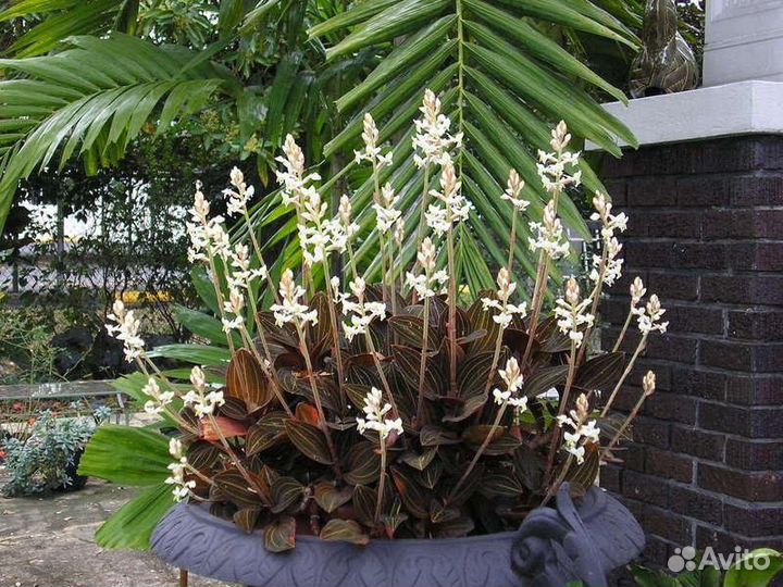 Лудизия (драгоценная орхидея) с доставкой