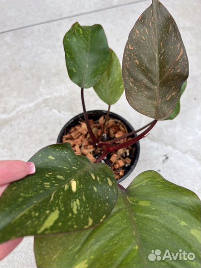 Филодендрон оранжевая принцесса