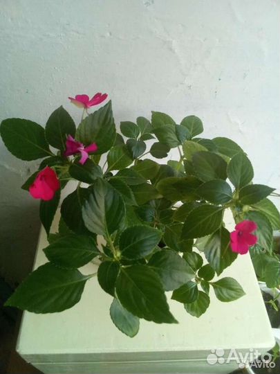 Комнатные цветы