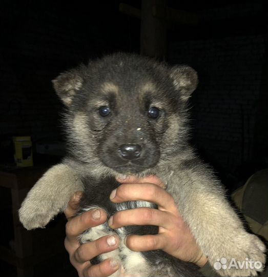 Щенки немецкой овчарки