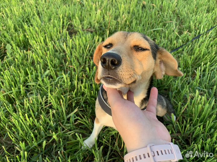 Передержка собак