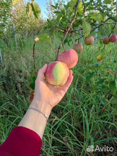 Яблоки оптом