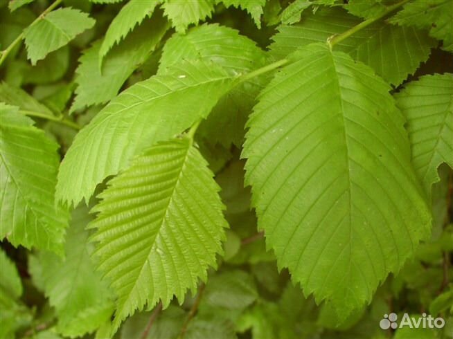 Саженцы вяза