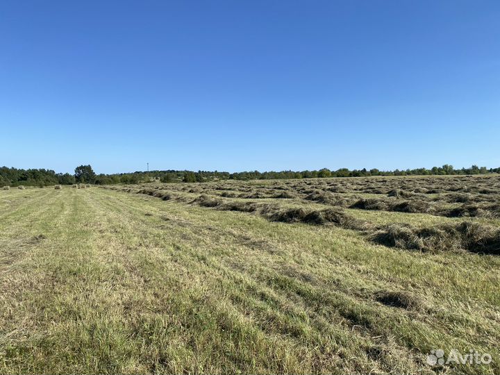 Продается сено, разнотравье. Покос 2024