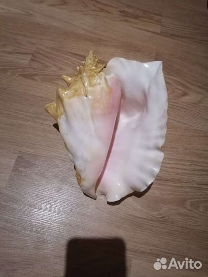 Морские обитатели