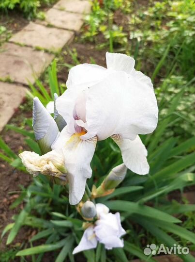 Флоксы розовые