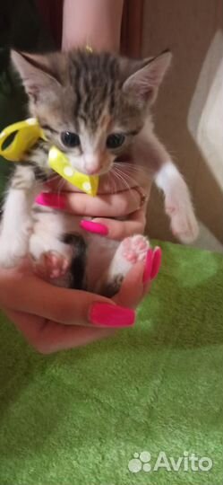 Кошки в добрые руки