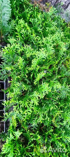 Туя западная Холмструп