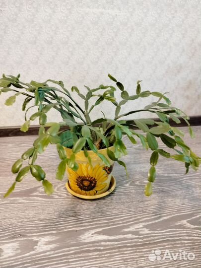 Цветок декабрист