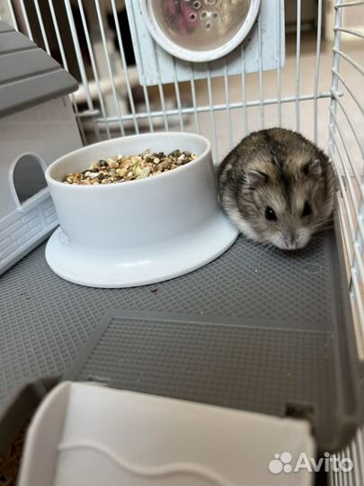 Джунгарский хомяк с клеткой