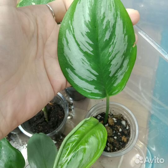 Сциндапсус Борнео