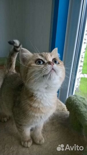 Шотландские котята- Плюшевые комочки счастья