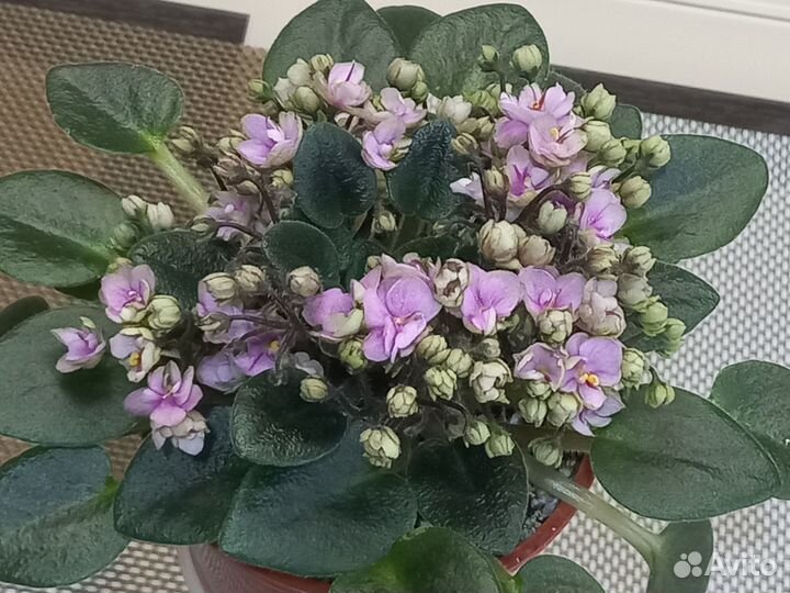 Мини фиалки