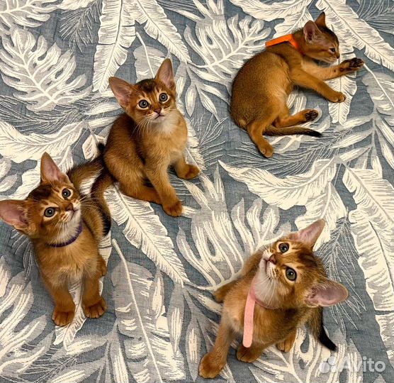Абиссинские котята