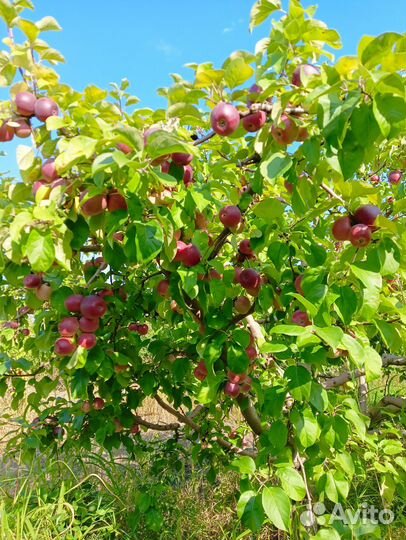 Яблоки Либерти