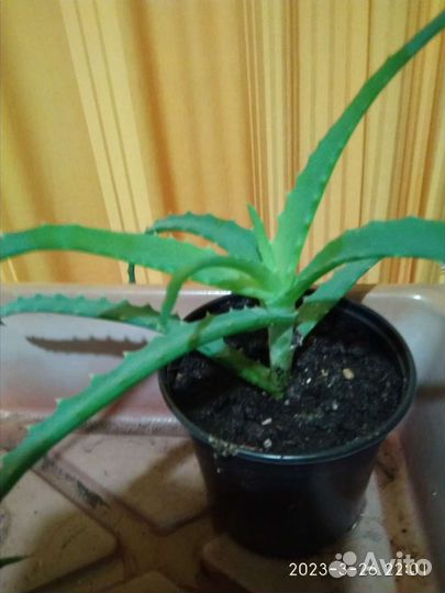 Алоэ (столетник, лечебный), традесканция