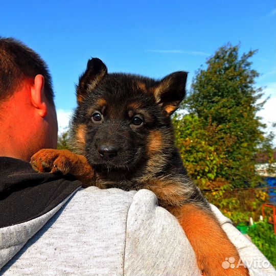 Девочка немецкой овчарки