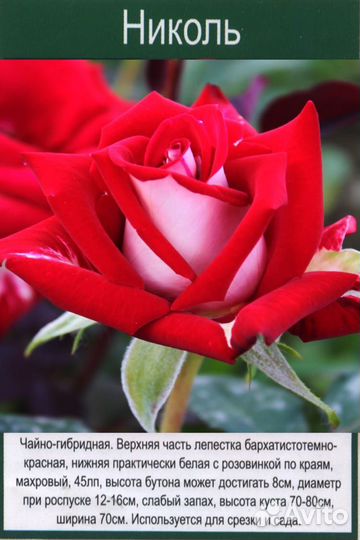 Допродою розы