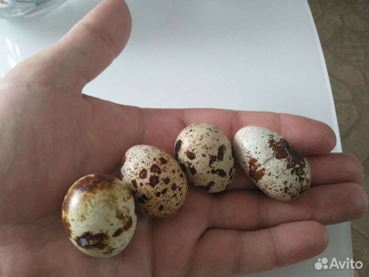 Яйца перепелиные