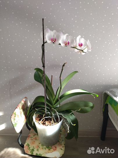 Орхидея фаленопсис Ред лип