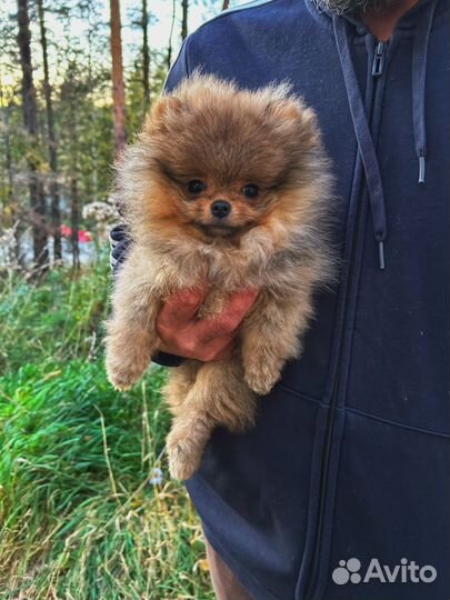 Девочка мини шпиц пом