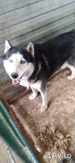 Сибирский хаски