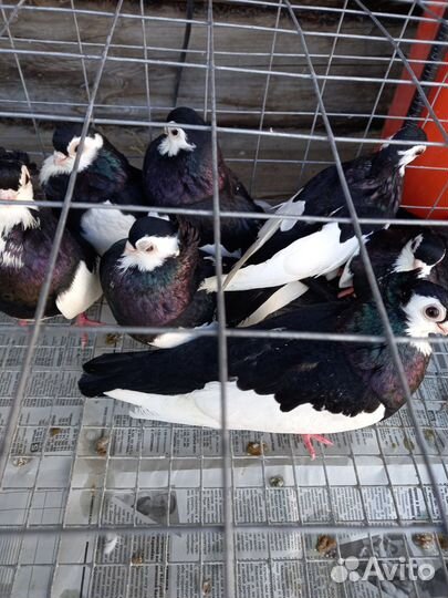 Продажа голубей