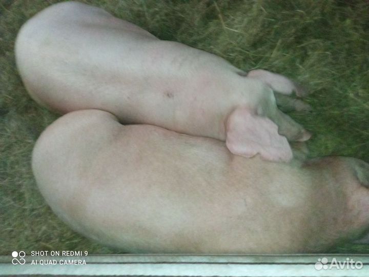 Свиноматки