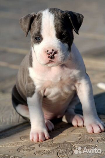 Девочки Амстаффа