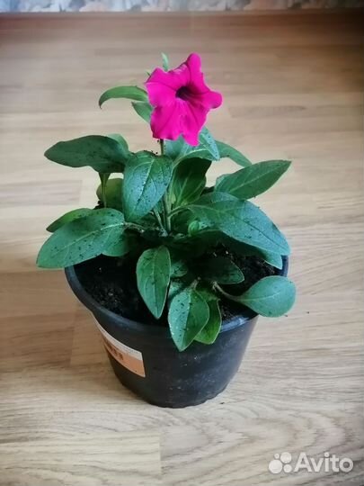 Петуния Тайдал Вейв Черри, Колумнея