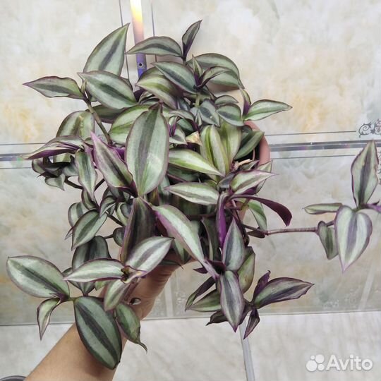 Комнатные цветы Сортовые