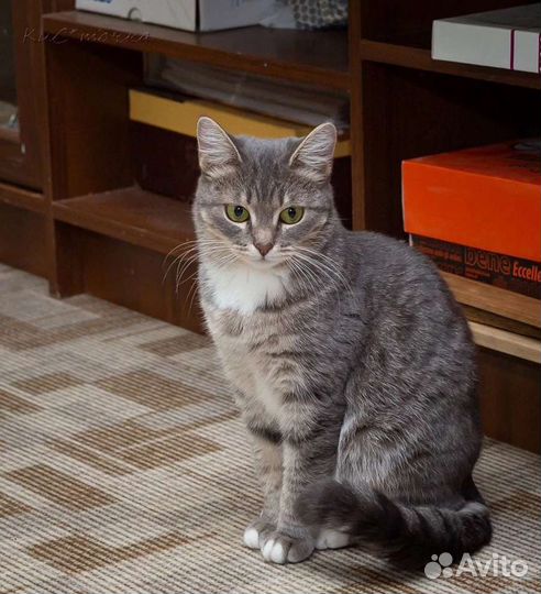 Сестренки кошки в добрые руки