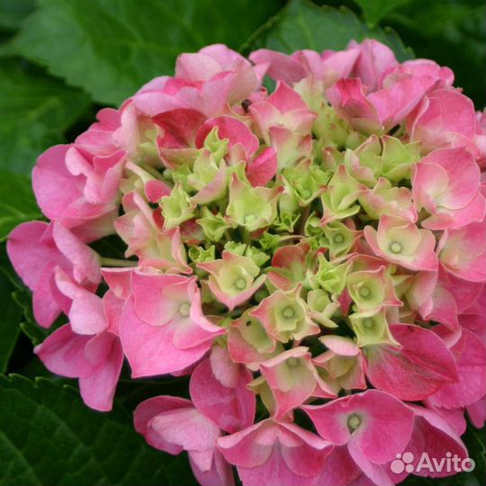 Гортензия крупнолистовая