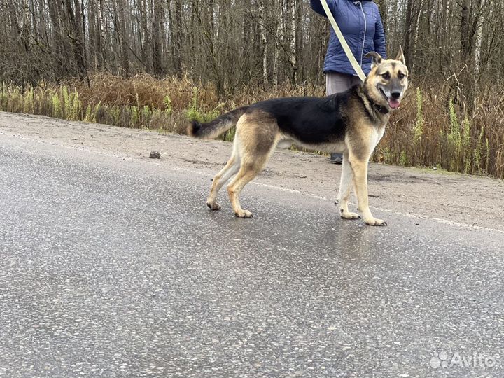 Супер братик с сестричкой, собаки из приюта