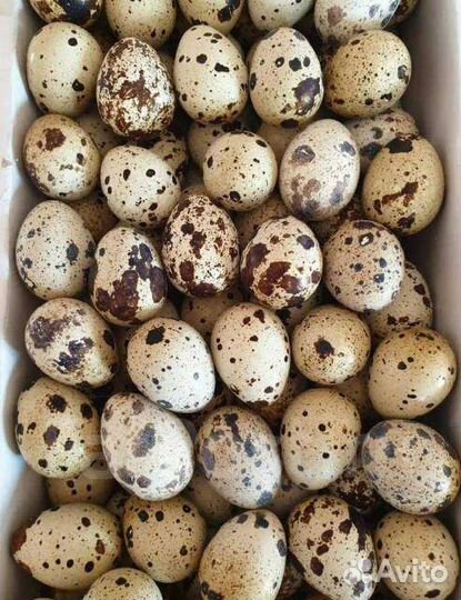 Доставка бесплатная.Яйца перепелиные домашнее