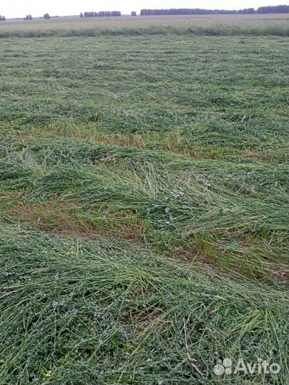 Сено клевер, люцерна,луговое в тюках 2024г
