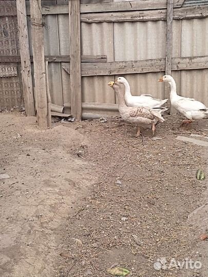 Холмогорские гуси и тульские