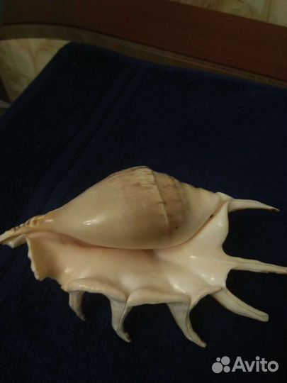 Ракушка морская