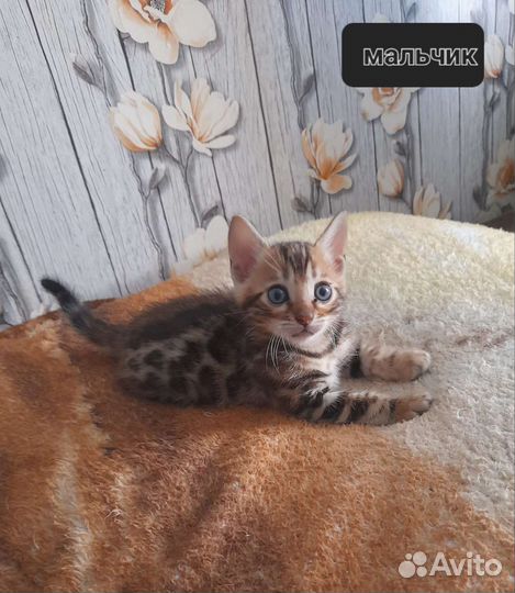 Бенгальские котята