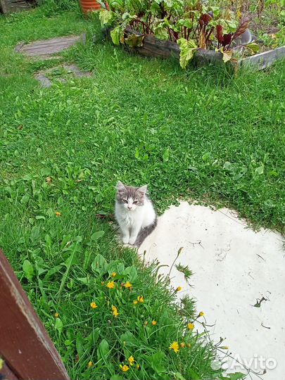 Котята бесплатно
