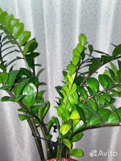 Долларовое дерево (замиокулькас)