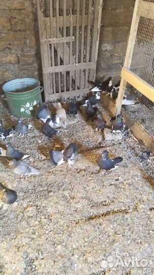 Продажа голубей