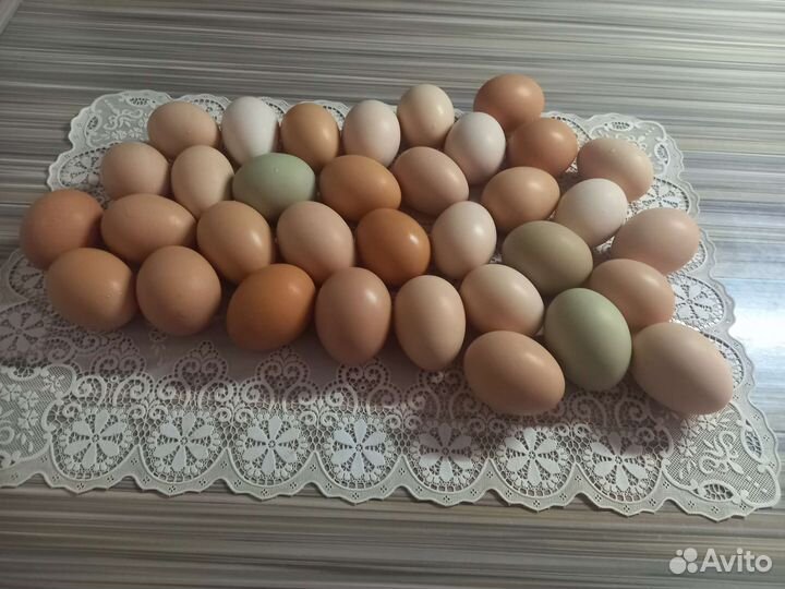 Инкубационное яйцо куриное