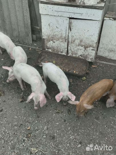 Поросята ландрас дюрок